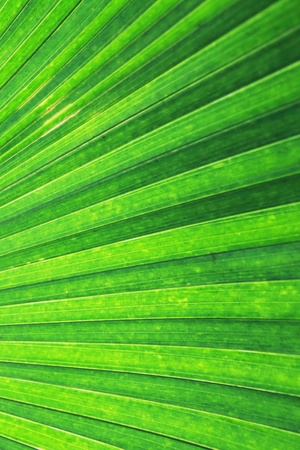 the texture of a green palm