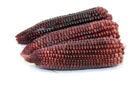 isolated sweet purple cornsの写真素材
