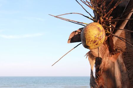 coconut tree near an oceanの写真素材