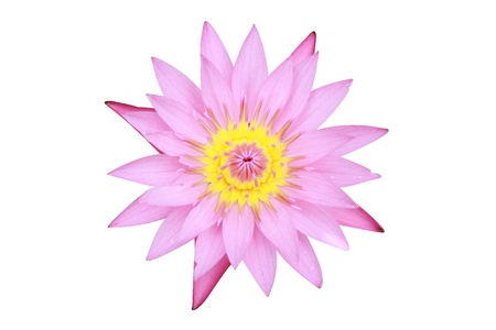 isolated pink Thai lotus bloomingの写真素材