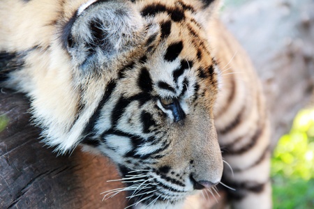 close up photo of a  bengal tigerの写真素材