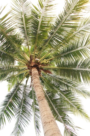 coconut tree in white backgroundの写真素材