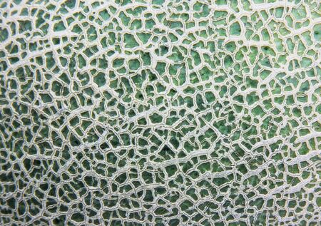 background of a melon textureの写真素材