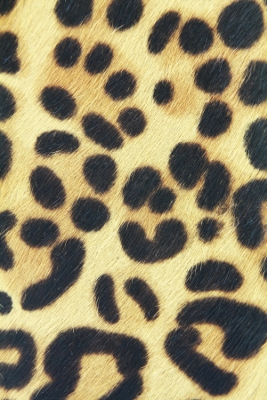 background of leopard skin patternの写真素材