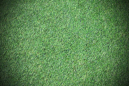 background of a green grassの写真素材