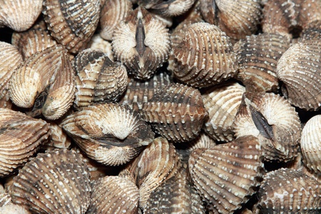 background of raw blood cockle