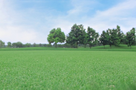 background of green grass with the tree with the blue skyの写真素材