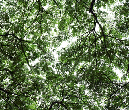 natural background of green big treeの写真素材