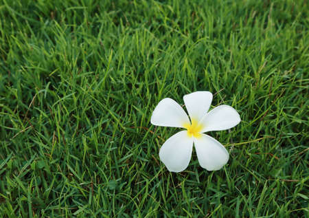 Frangipani flower on a green grassの写真素材