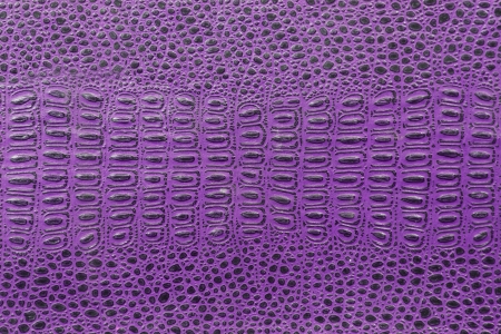 purple crocodile skin texture as a wallpaperの写真素材