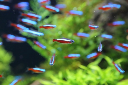cardinal neon fish in the aquariumの写真素材