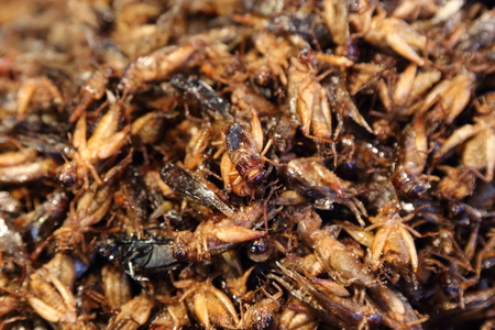 background of fried grasshopperの写真素材