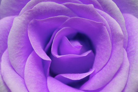 macro image of purple roseの写真素材
