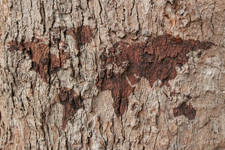 old wood texture with world mapの写真素材