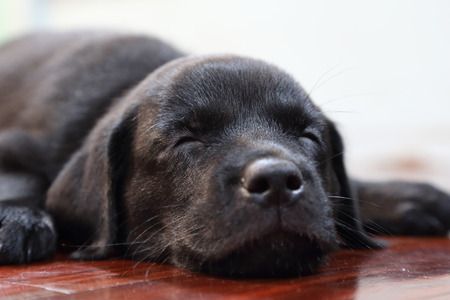 sleeping black labrador retriever puppyの写真素材
