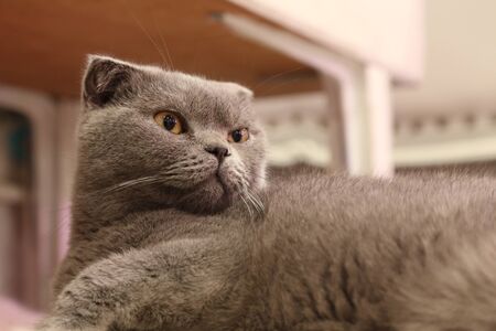 scottish catの写真素材