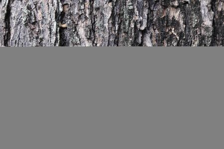 background of tree bark texture