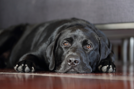 black labrador retriever sleep on the floorの写真素材