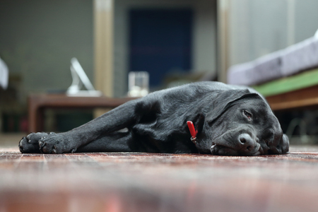 background of sleeping black labradorの写真素材