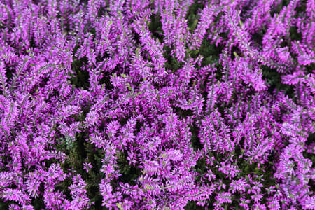background of common heather or calluna vulgarisの写真素材