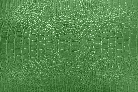 background of green crocodile skin textureの写真素材