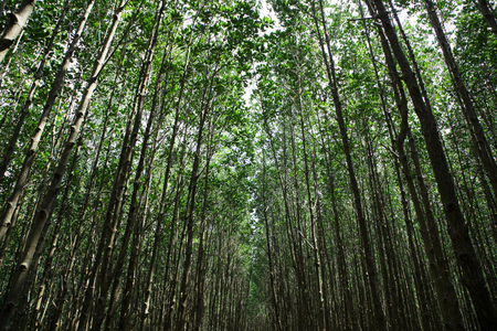 background of up view of green forrestの写真素材