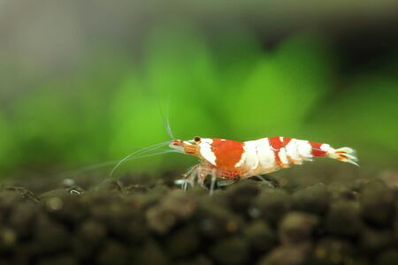 background of redbee shrimpの写真素材