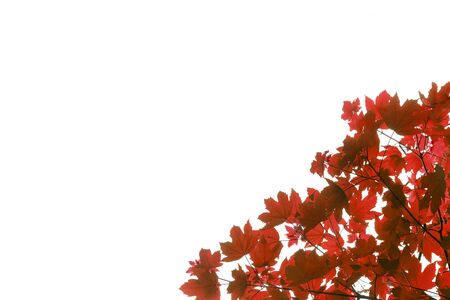 isolated red leaves on white background