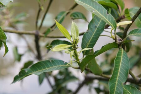 mango flower on mango tree