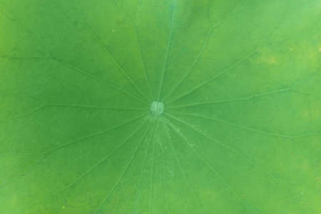 close-up background of lotus leaf texture