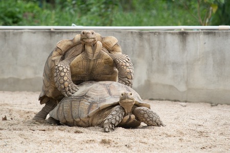 Sulcata Tortoises mating or having sex  from behindの写真素材
