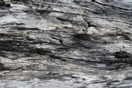 tree bark texture in natural background concept