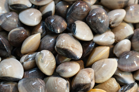 Background of Fresh Enamel Venus shell