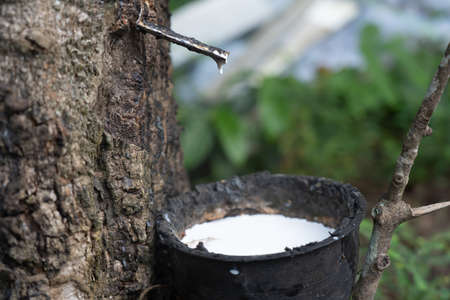Close-Up on Rubber Latex Extracted from Rubber Tree For Rubber Tapping Conceptの写真素材