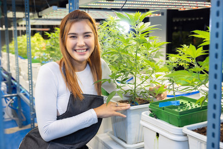 Asian Female Majiruana Farm Owner Holding Cannabis Plant While Smilingの写真素材