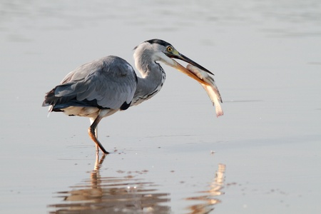 Grey Heron is eating a fish の写真素材