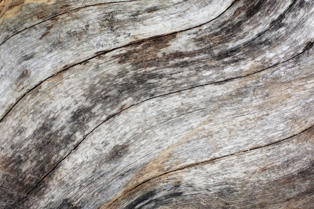 Wood background and texture  の写真素材