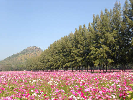 Cosmos flowers fieldの素材