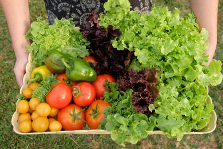 Organic vegetables in basketの写真素材