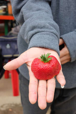 Fresh strawberry jumbo size direct from the plantの写真素材