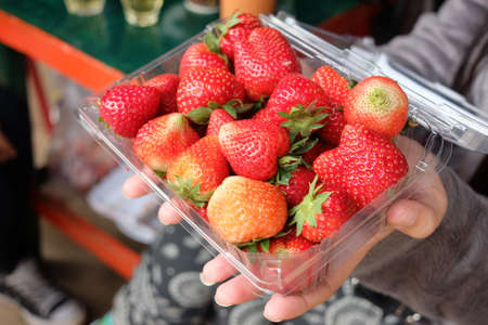 Fresh strawberry in box direct from the plantの写真素材