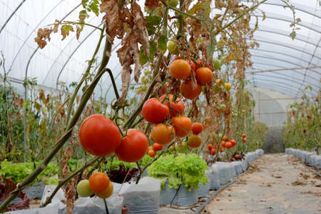 Tomato plant with red fruits on branchの写真素材