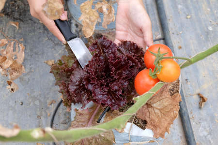 Harvesting vegetableの写真素材