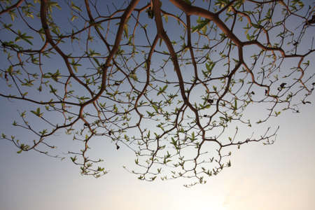 The branches of trees and the overcast sky and sunshine