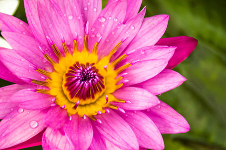Pink lotus flower for a backgroundの写真素材