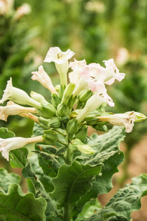 Tobacco leaves are green and flowering の写真素材