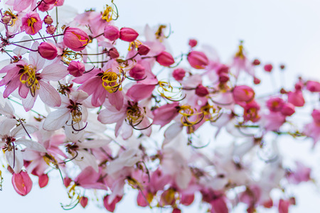 Wishing Tree, Pink Showe, Cassia Bakeriana Craibの写真素材