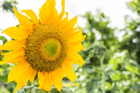 Sunflowers are returning home to welcome the new day.の写真素材