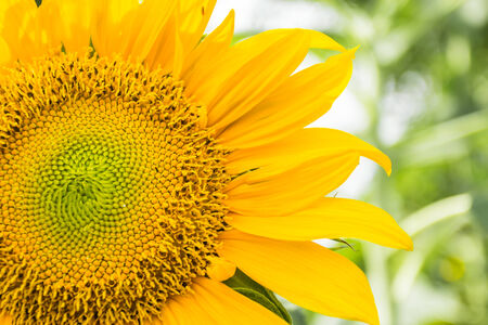 A Close Up of a Sunflower with condensationの写真素材