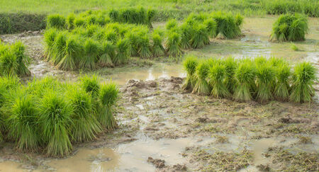 Rice seedlings are being planted in a new place.の写真素材